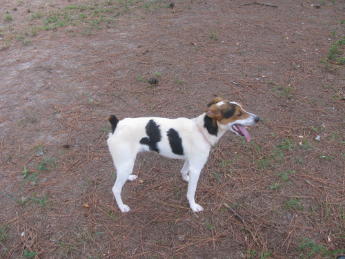 Fred, an adoptable Feist in Snellville, GA, 30039 | Photo Image 1