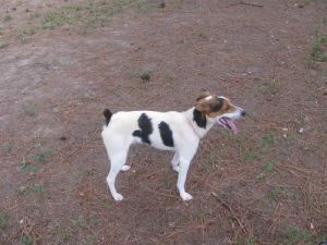 This guy is exceptional Abandoned by his owners and left with a chain around hi