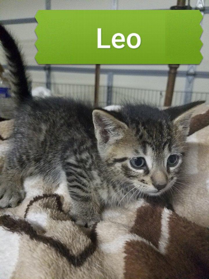 Leo 1