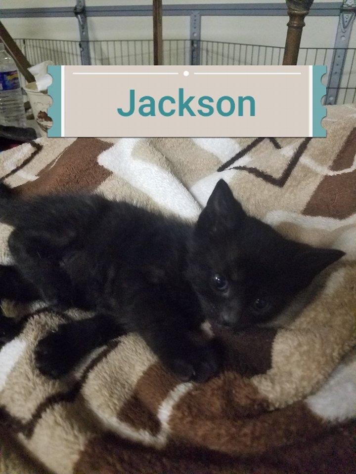Jackson 1