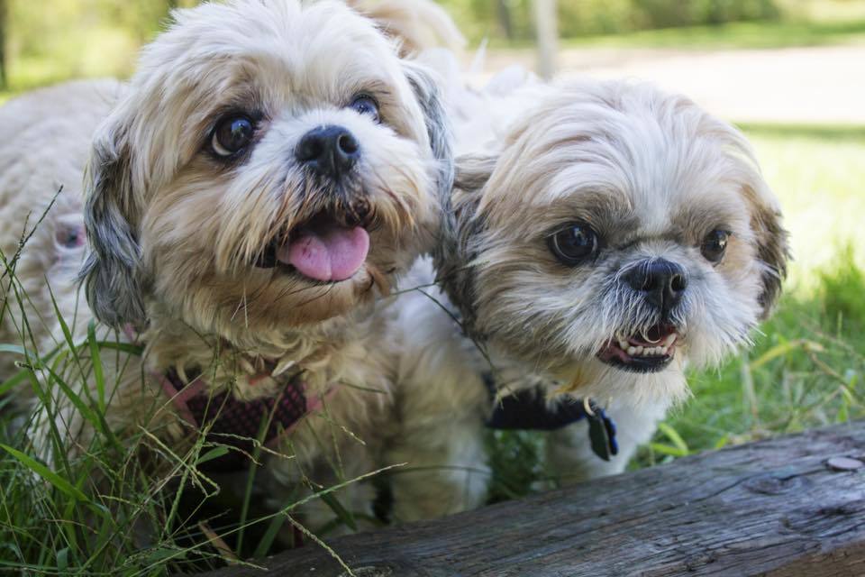 Foster Homes Needed, an adoptable Shih Tzu in Tonka Bay, MN, 55331 | Photo Image 1