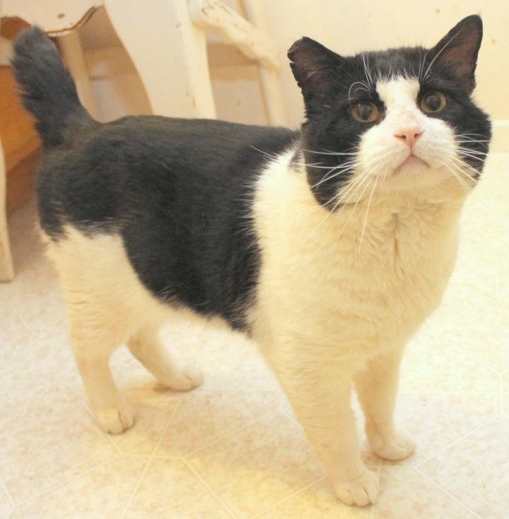 Foster Parents Needed, an adoptable Domestic Short Hair in Springfield, OR, 97475 | Photo Image 2