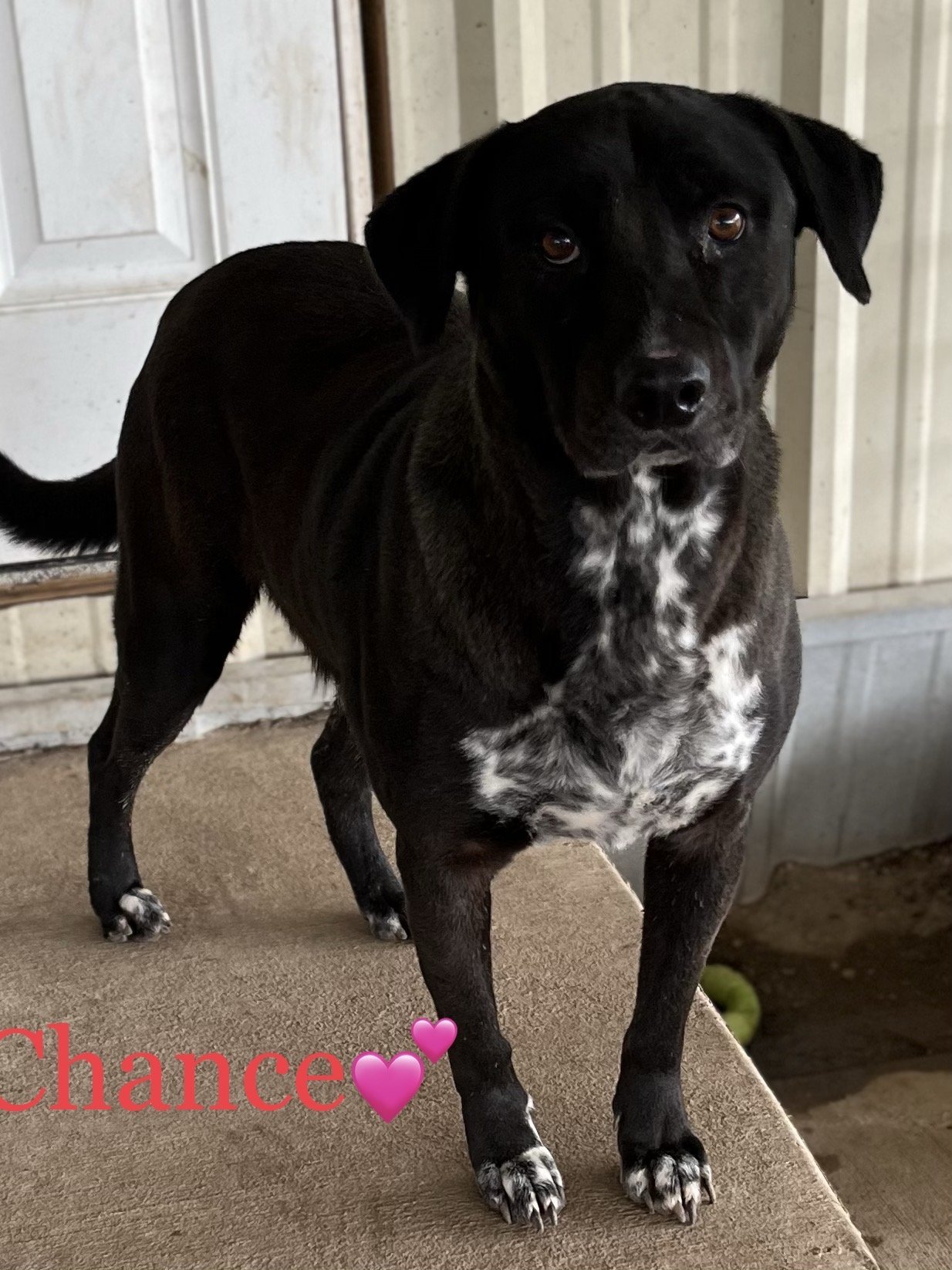 Chance, an adoptable Labrador Retriever in Pipe Creek, TX, 78063 | Photo Image 1