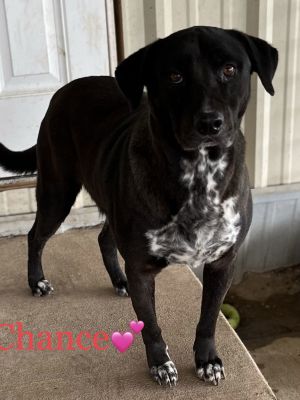 Chance, Senior Male unknown
