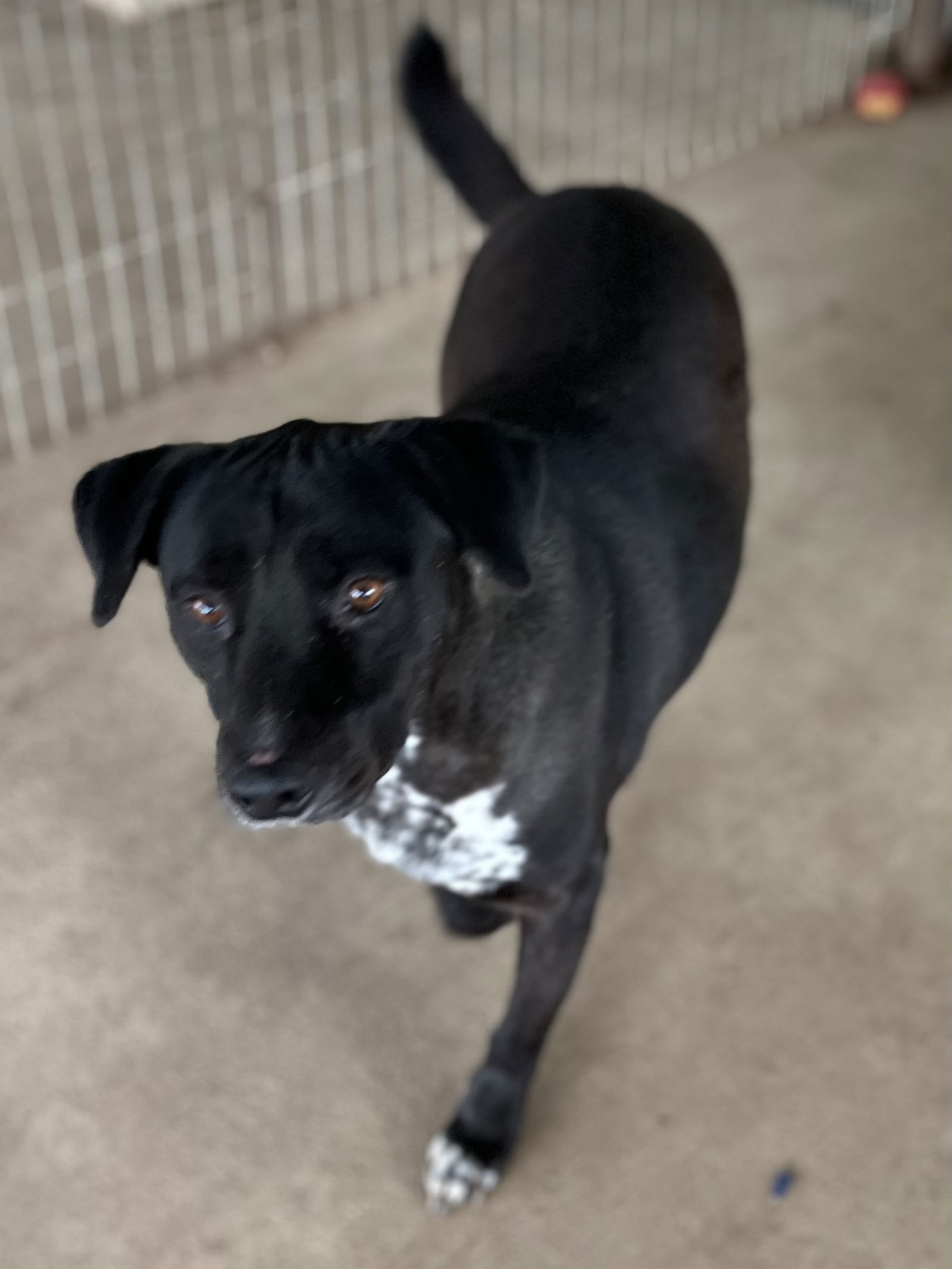 Chance, an adoptable Labrador Retriever in Pipe Creek, TX, 78063 | Photo Image 2