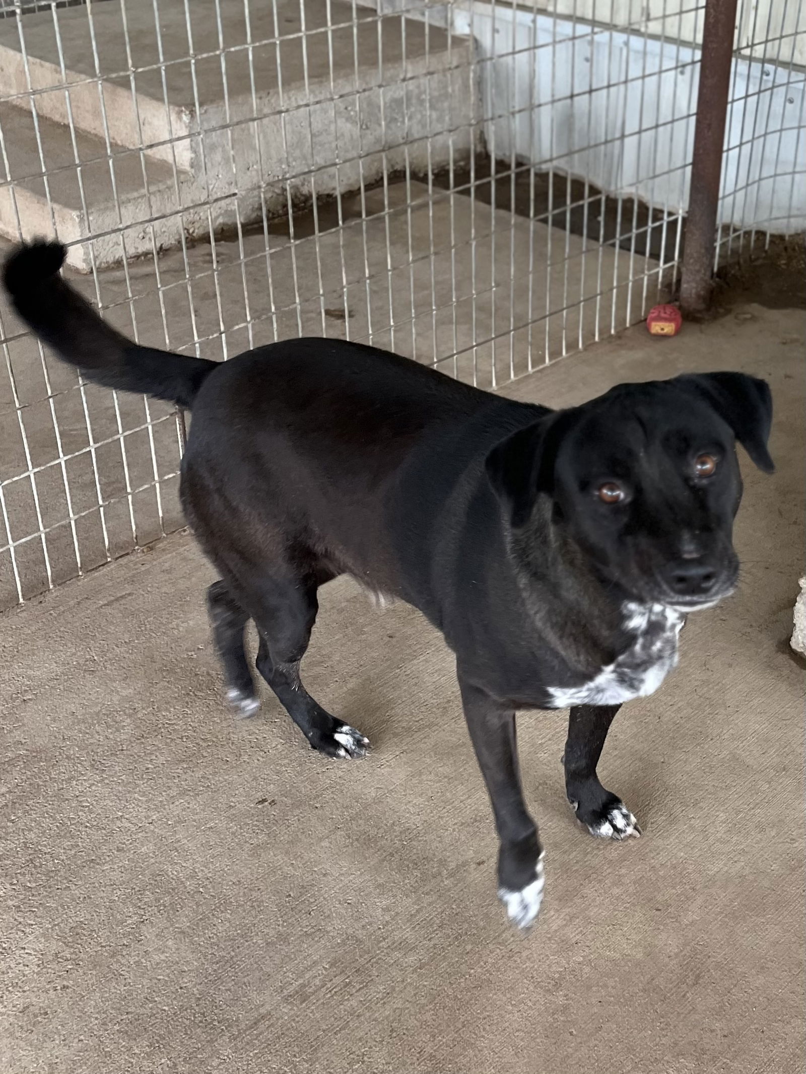 Chance, an adoptable Labrador Retriever in Pipe Creek, TX, 78063 | Photo Image 3