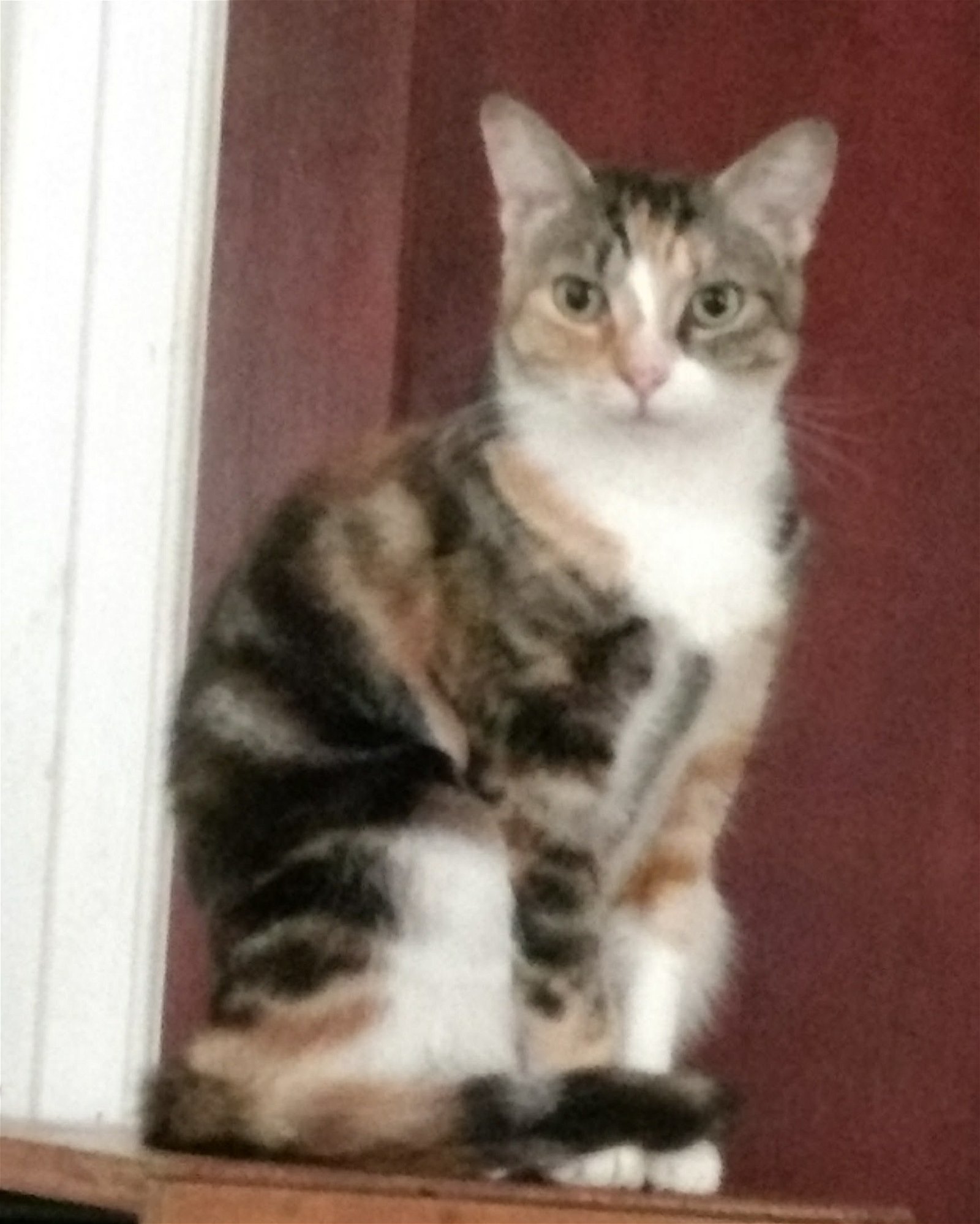 Cat for adoption - Rosemary, a Maine Coon & Domestic Short ...