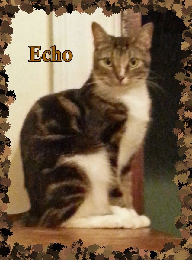 Echo, an adoptable Domestic Short Hair, Maine Coon in Richmond, VA, 23227 | Photo Image 1