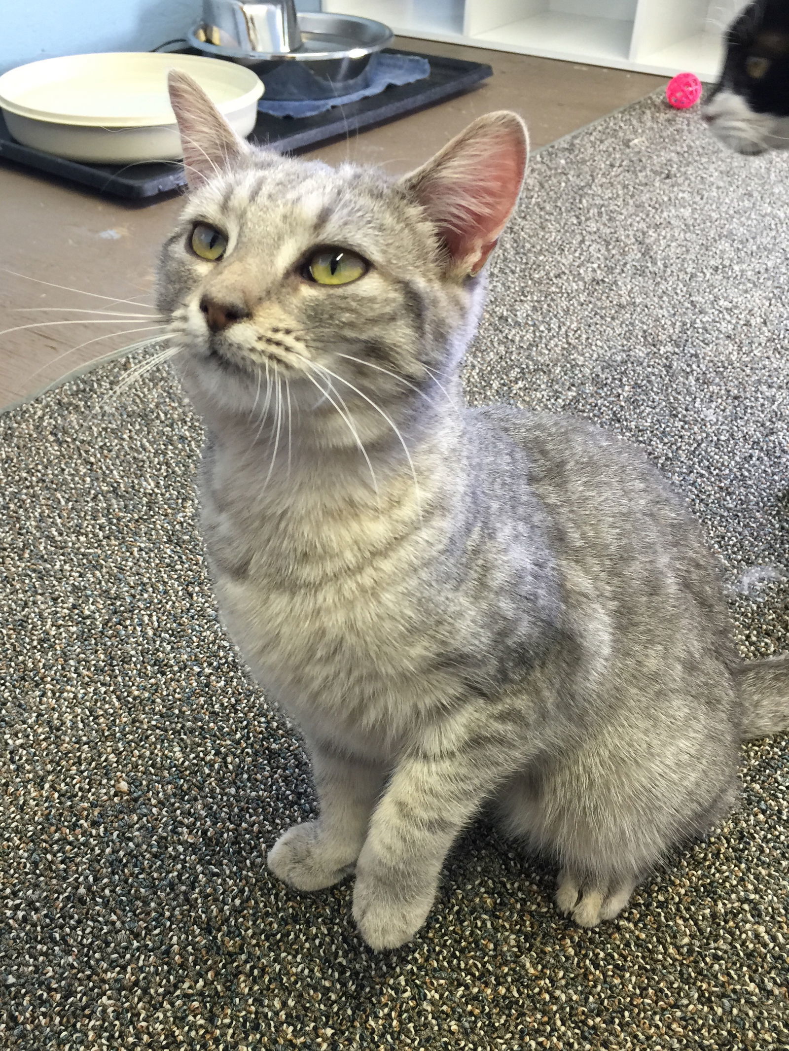 MISTY BLU, an adoptable Domestic Short Hair in Flint Hill, VA, 22627 | Photo Image 1