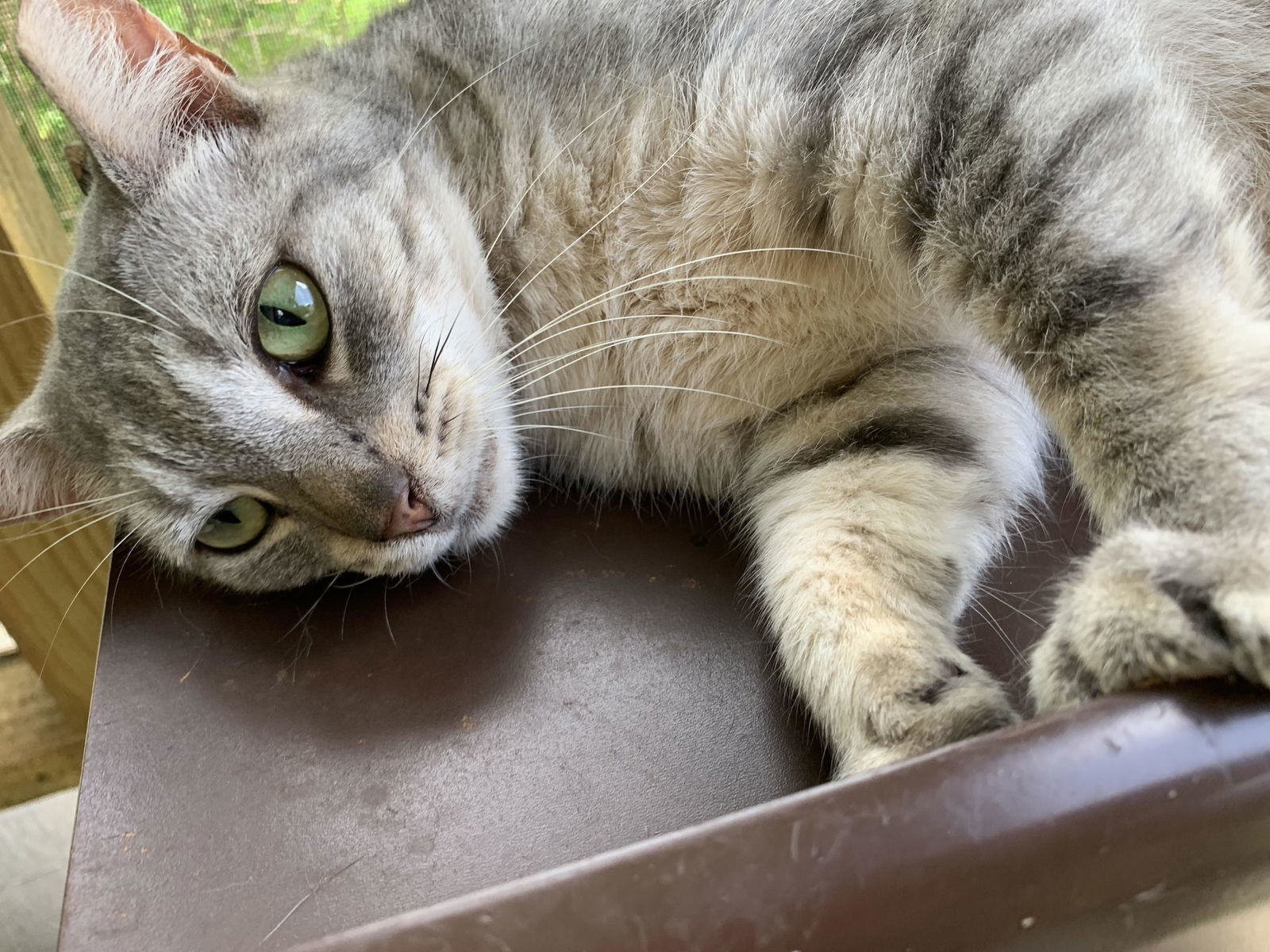 MISTY BLU, an adoptable Domestic Short Hair in Flint Hill, VA, 22627 | Photo Image 2