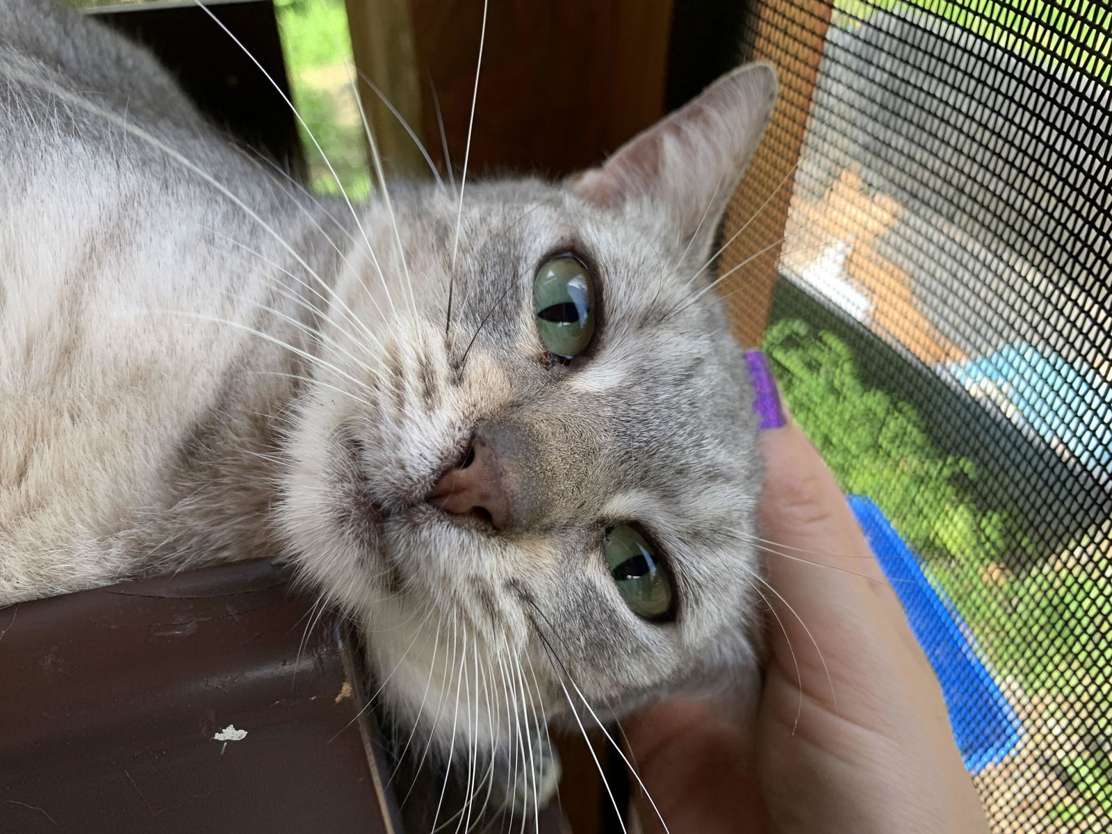 MISTY BLU, an adoptable Domestic Short Hair in Flint Hill, VA, 22627 | Photo Image 3