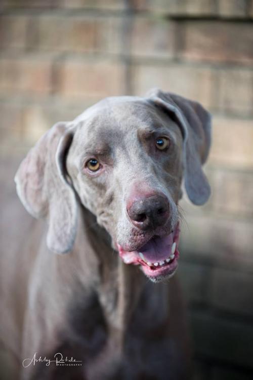 Dylan, an adoptable Weimaraner in New Orleans, LA, 70113 | Photo Image 1