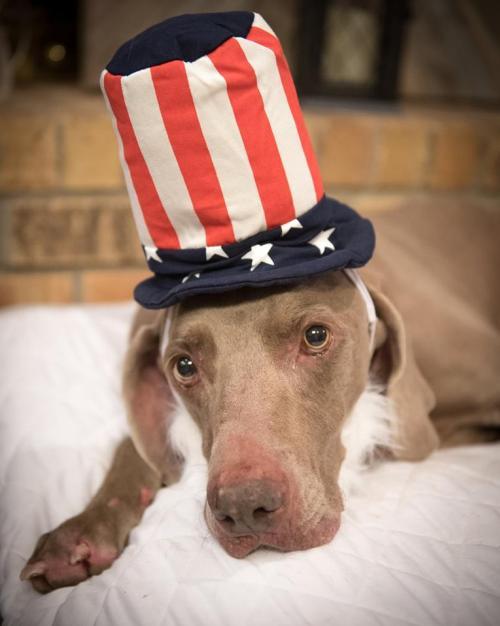 Dylan, an adoptable Weimaraner in New Orleans, LA, 70113 | Photo Image 2