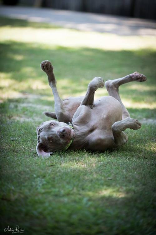 Dylan, an adoptable Weimaraner in New Orleans, LA, 70113 | Photo Image 3