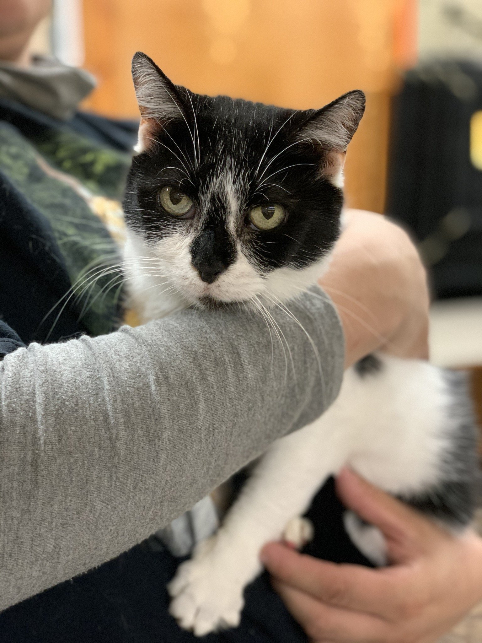 Molly, an adoptable Domestic Short Hair in Williamston, MI, 48895 | Photo Image 1