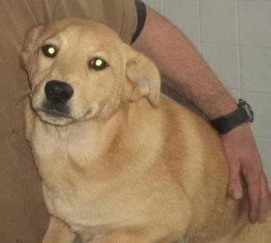 Comet, an adoptable Terrier & Retriever Mix in Crescent, OK_image-1