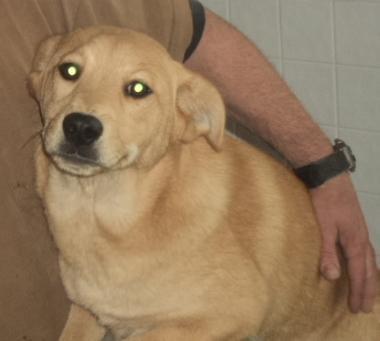 Comet, an adoptable Terrier, Retriever in Crescent, OK, 73028 | Photo Image 1