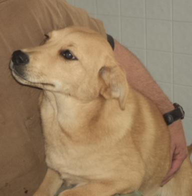 Comet, an adoptable Terrier, Retriever in Crescent, OK, 73028 | Photo Image 2