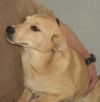Comet photo 2