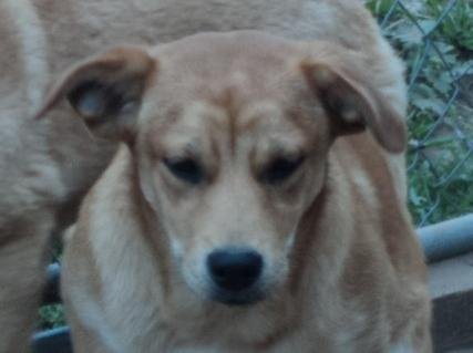 Prancer, an adoptable Terrier & Retriever Mix in Crescent, OK_image-1