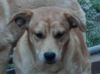 Prancer photo 1