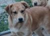 Prancer photo 2