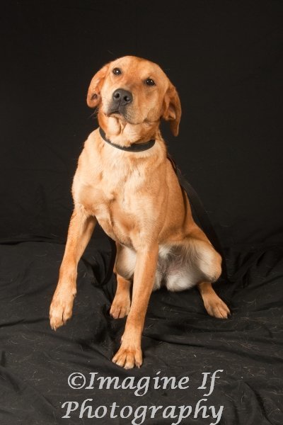 Carlie, an adoptable Hound & Boxer Mix in Crescent, OK_image-1
