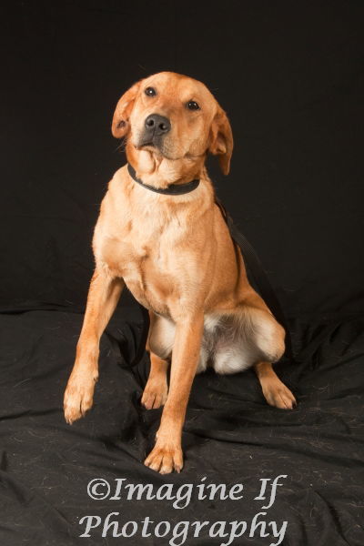 Carlie, an adoptable Hound, Boxer in Crescent, OK, 73028 | Photo Image 1