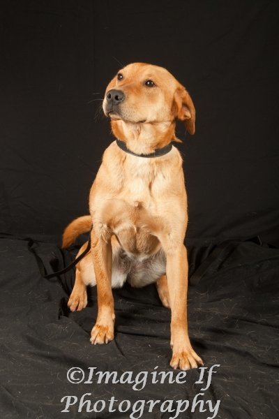 Carlie, an adoptable Hound & Boxer Mix in Crescent, OK_image-3
