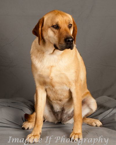 Cammie, an adoptable Boxer, Hound in Crescent, OK, 73028 | Photo Image 1