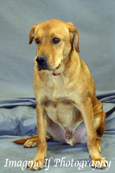 Rueger, an adoptable Boxer, Hound in Crescent, OK, 73028 | Photo Image 1