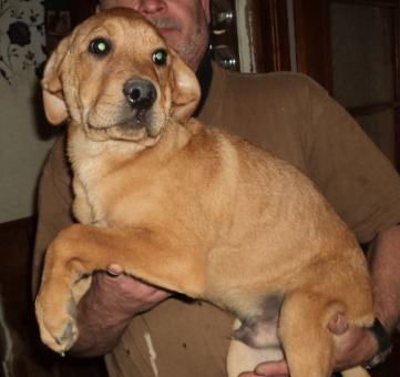 Rueger, an adoptable Boxer, Hound in Crescent, OK, 73028 | Photo Image 3