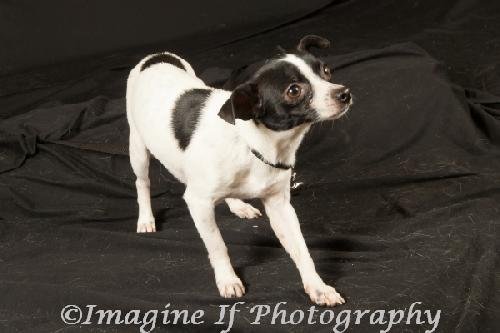 Colby, an adoptable Chihuahua in Crescent, OK, 73028 | Photo Image 1