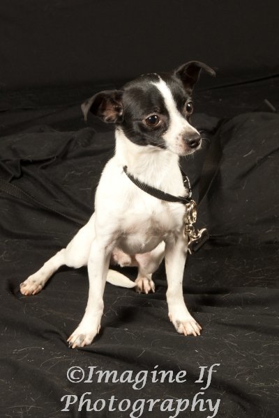 Colby, an adoptable Chihuahua in Crescent, OK, 73028 | Photo Image 2