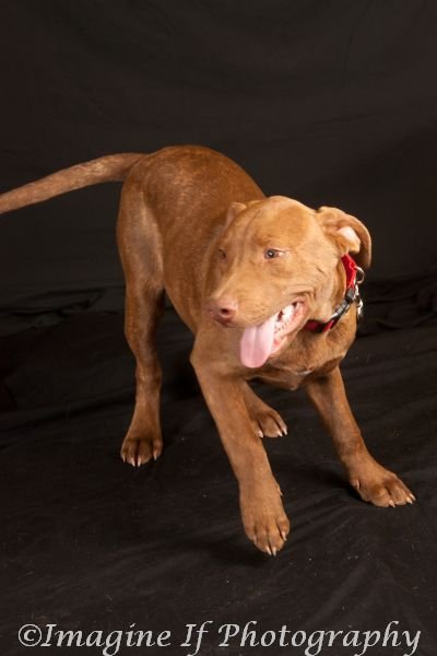 Zeus, an adoptable Pit Bull Terrier in Crescent, OK, 73028 | Photo Image 1
