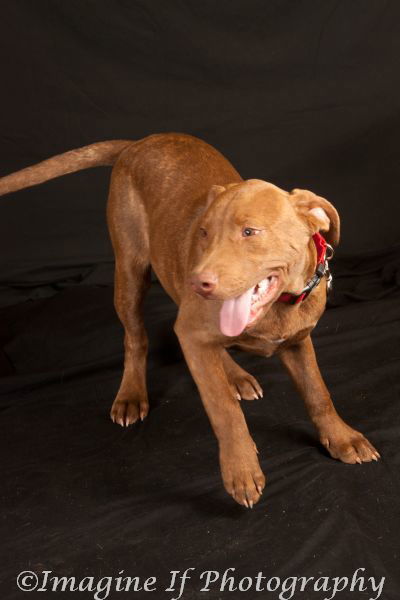 Zeus, an adoptable Pit Bull Terrier in Crescent, OK, 73028 | Photo Image 1