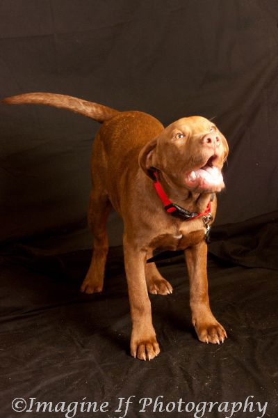 Zeus, an adoptable Pit Bull Terrier in Crescent, OK, 73028 | Photo Image 2