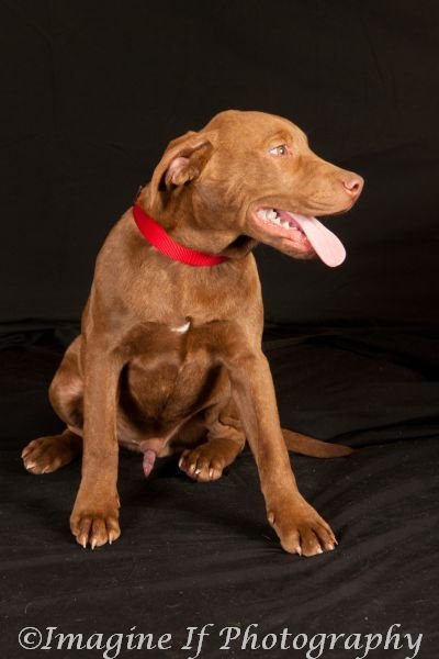 Zeus, an adoptable Pit Bull Terrier in Crescent, OK, 73028 | Photo Image 3