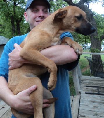 Cutie, an adoptable Shepherd, Labrador Retriever in Crescent, OK, 73028 | Photo Image 1