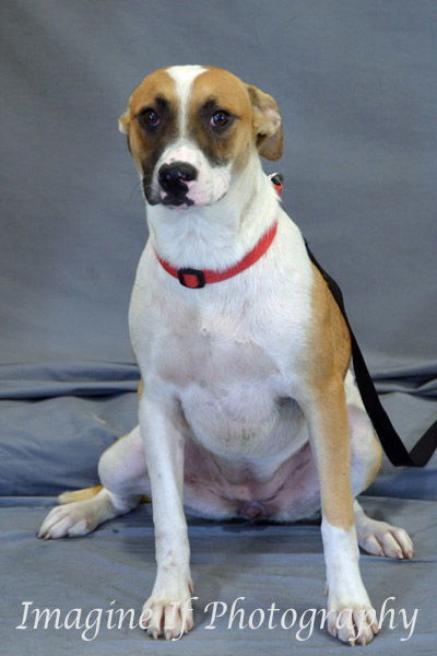 Bandit, an adoptable Shepherd, Labrador Retriever in Crescent, OK, 73028 | Photo Image 1