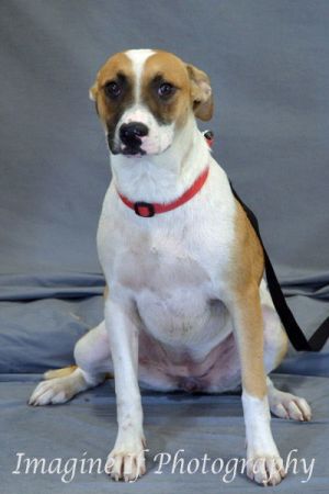 Bandit, Senior Female unknown