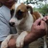 Bandit photo 2