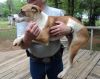 Bandit photo 3