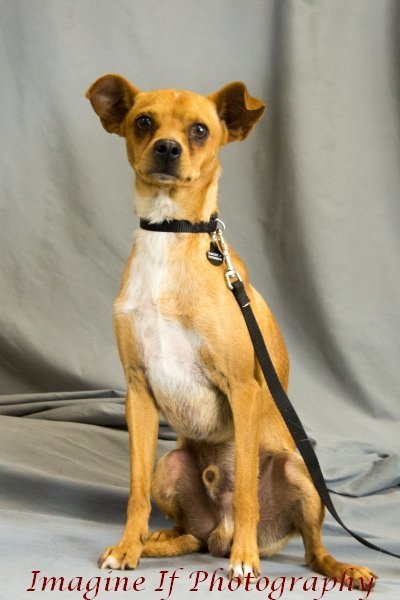 Dog for adoption - Daddy Long Legs, Chihuahua Mix in Crescent, OK Petfinder