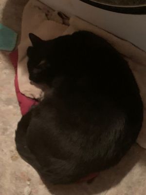 Bob, Adult Male unknown