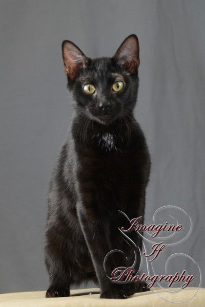 Bob, an adoptable Domestic Short Hair in Crescent, OK, 73028 | Photo Image 2