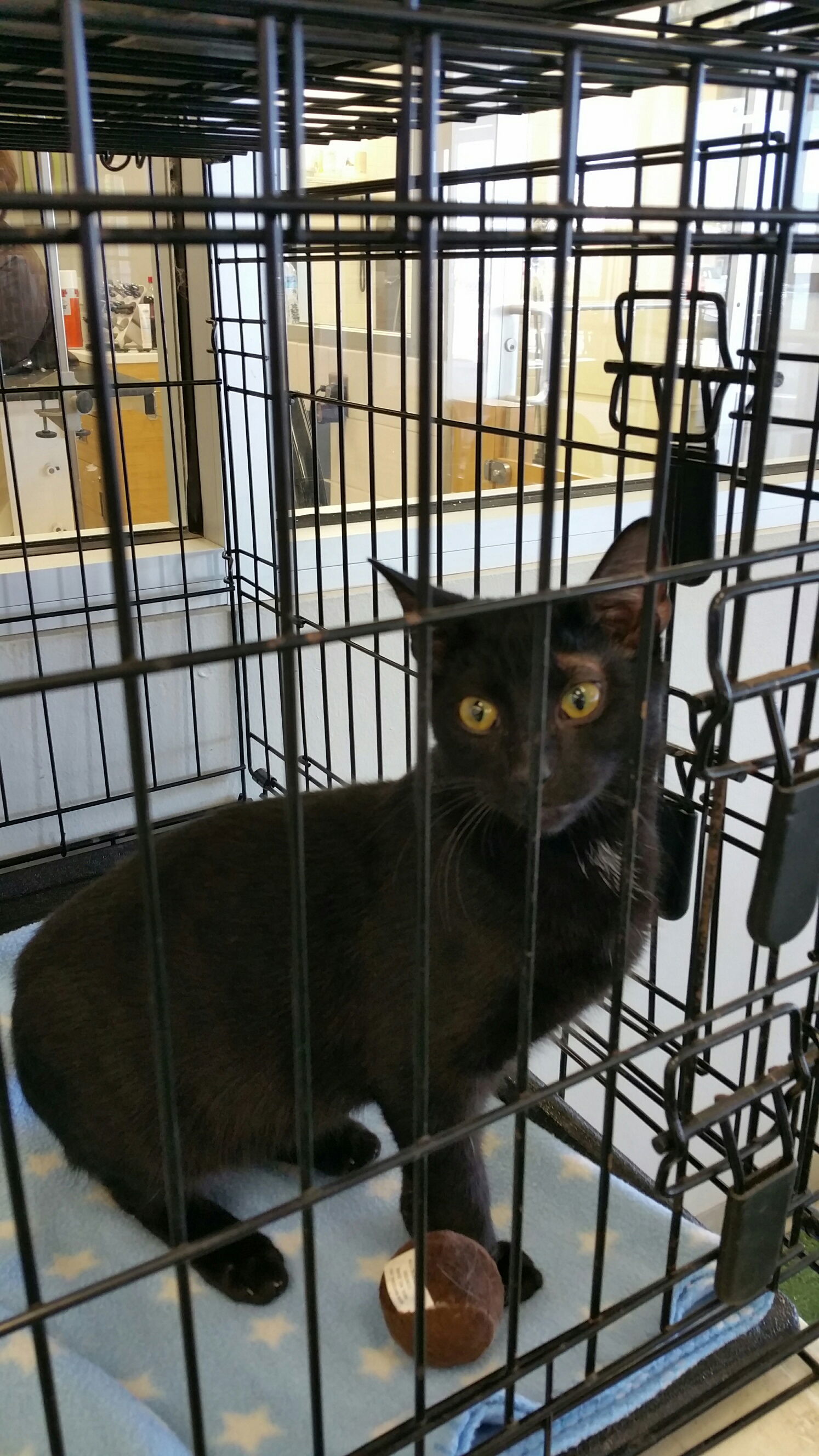 Bob, an adoptable Domestic Short Hair in Crescent, OK, 73028 | Photo Image 3