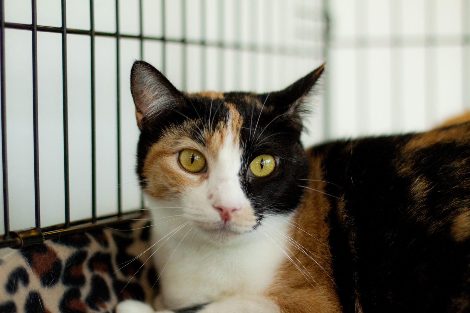 Trisket, an adoptable Domestic Short Hair in Crescent, OK, 73028 | Photo Image 1