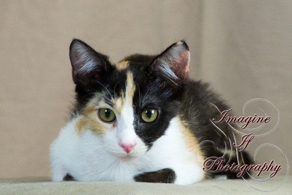 Trisket, an adoptable Domestic Short Hair Mix in Crescent, OK_image-3