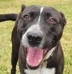 Clyde, an adoptable Cattle Dog, Shepherd in Houston, TX, 77019 | Photo Image 1